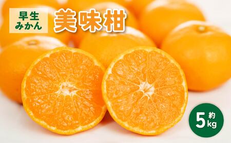 先行予約 早生みかん 美味柑 約5kg[2026年11月上旬〜11月下旬頃発送予定]