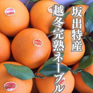 越冬完熟袋掛けネーブル 約5kg （15〜21個入り）
