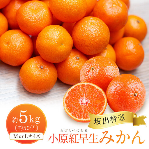 坂出特産　小原紅早生みかん約5kg(約50個） MまたはLサイズ