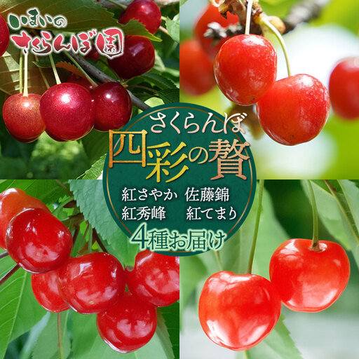 [令和9年産先行予約][4回お届け]さくらんぼ四彩の贅 〜紅さやか・佐藤錦・紅秀峰・紅てまり4品種お届け〜 いまいのさくらんぼ園