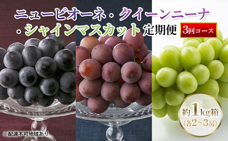 【定期便】【2026年先行予約】 ぶどう 岡山県産 ニューピオーネ ・ クイーンニーナ ・ シャインマスカット 1kg箱（各2～3房） 定期便 3回 《2026年８月下旬-10月中旬頃出荷》 葡萄 ブドウ フルーツ 果物