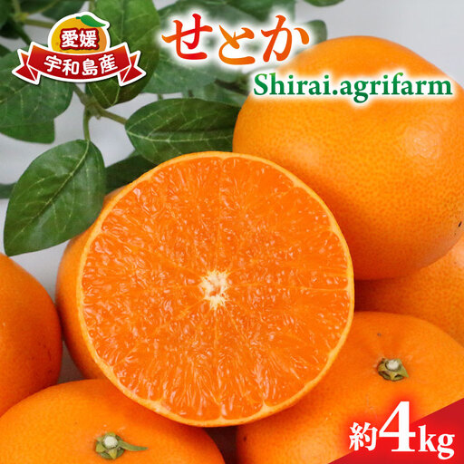 せとか 4kg Shirai.agrifarm せとか B020-115006