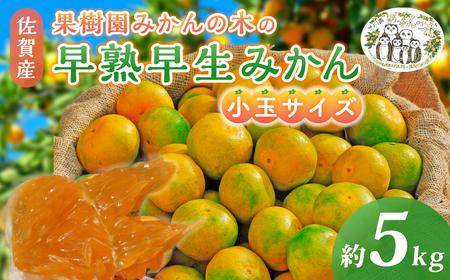  果樹園みかんの木の早熟早生みかん小玉サイズ　約５ｋｇ 温州みかん 早生温州みかん 国産みかん 小玉みかん 佐賀県 太良町 M104x1 【2026年10月上旬-11月下旬発送予定】