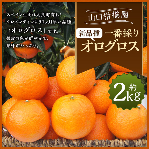 一番採りクレメンティン！新品種「オログロス」2kg みかん 蜜柑 ミカン おれんじ オレンジ フルーツ 果物 くだもの ジューシー 柑橘 マンダリン クレメンティン オログロス 国産 希少 ジューシー 薄皮プレゼント 贈り物 ギフト 佐賀県 太良町 L131x1 【2026年11月上旬～11月下旬発送予定】