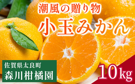 潮風の贈り物 みかん(小玉)10kg みかん ミカン 蜜柑 たらみかん 太良みかん 温州みかん 紅みかん 完熟みかん 甘熟 柑橘 国産 佐賀県産 太良町 こだわり 有機栽培 産地直送 贈答品 詰め合わせ 極甘 小玉 NB27x1