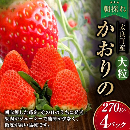 N88x1 太良町産「かおりの」大粒4P　生産者直送！朝採り苺！ 太良町 かおりの 国産 佐賀県産 太良町産 いちご 苺 イチゴ 甘い 4パック 朝採り 大粒 果肉がジューシー 糖度高め  葉隠工房 レトロカフェ【2027年1月上旬-2027年4月下旬】