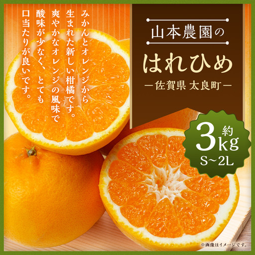 山本農園のはれひめ 3kg 希少 はれひめ ミカン 蜜柑 みかん オレンジ おれんじ フルーツ くだもの 果物 太良町 国産 贈答 贈答用 贈答品 L69x1 [2026年12月下旬〜2027年1月下旬]