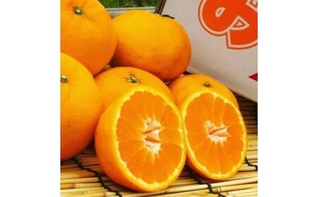 山本農園のはれひめ 4.5kg S～2Lミックス 4.5kg 希少 はれひめ ミカン 蜜柑 みかん オレンジ おれんじ フルーツ くだもの 果物 太良町 国産 贈答 贈答用 贈答品 N113x1 【2026年12月下旬～2027年1月下旬】