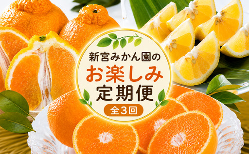Q51x1 新宮みかん園のお楽しみ定期便 3回コースみかんミカン蜜柑温州みかんふるさと納税有明海定期便柑橘甘い果物フルーツ新宮みかん園佐賀県太良町 [2026年11月上旬〜2027年5月中旬発送予定]
