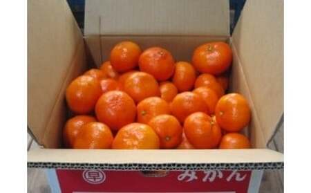 N-86　早津みかん園　山下紅みかん５ｋｇ 早津みかん園 山下紅みかん 5kg 山下紅ミカン 山下紅蜜柑 紅みかん 紅ミカン 紅蜜柑 みかん ミカン 蜜柑 フルーツ くだもの 果物 ミネラル豊富 太良町 国産 贈答用
