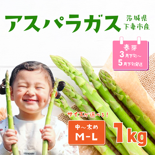 アスパラガス 1kg M～Lサイズ 朝採り アスパラガス 春芽【先行受付】【26年3月下旬～5月発送】