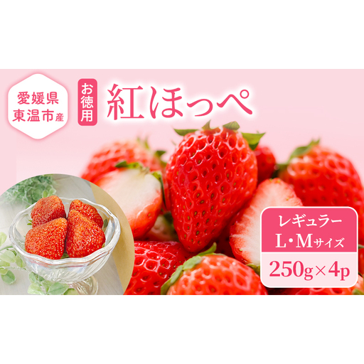 愛媛県 東温市産 いちご 【紅ほっぺ】お徳用 レギュラー （L・Mサイズ）250g×4パック 甘い フルーツ ケーキ 旬 品種 高級 イチゴ 苺