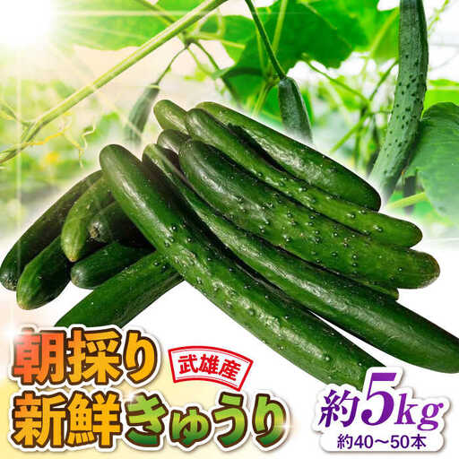 新鮮きゅうり 約5kg /株式会社 y's company（utsu和ya）[UDX002]きゅうり