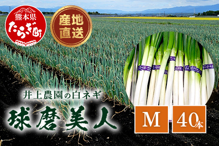 井上農園の白ネギ 「球磨美人」 Mサイズ×40本 【8月初旬より順次発送】 114-0503