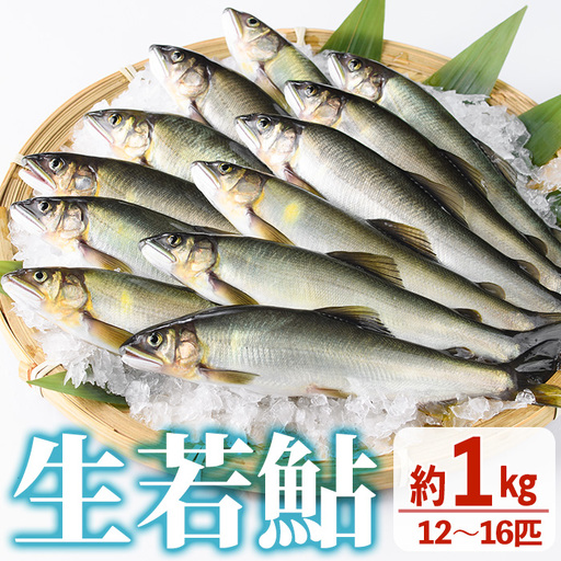 [北海道・離島配送不可]生若鮎(約1kg・12〜16匹) 冷蔵 生き〆 国産 川魚 養殖 [ME-01][米良水産]