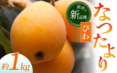 [先行予約2027年5月〜6月頃お届け][香川県共通返礼品]なつたよりびわ 約1kg びわ なつたより 大玉 柔らかい 香川県共通返礼品 食品 名産 四国 香川 F5J-672