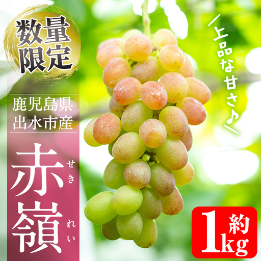 i1016 ≪数量・期間限定≫赤嶺(セキレイ) (計約1kg) ぶどう グレープ 果物 くだもの フルーツ 葡萄 旬 糖度 上品な甘さ 歯ごたえ 冷蔵 [山門ぶどう園]
