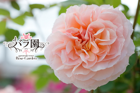 [予約受付]2026年6月より発送 花巻温泉バラ園 オリジナル品種「ミラクルローズ90」 新苗 [1999]