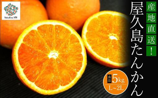 大山果樹園厳選　贈答用 屋久島たんかん 5kg＜秀品L～2L＞