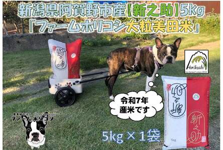 【令和7年産】阿賀野市産新之助「ファームホリコシ 新之助」5kg 白米 精米  新潟県 米 こめ コメ 数量限定 1週間以内に発送可 3H03011