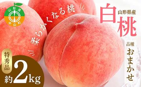 [2026年先行予約]山形県産 白桃 品種おまかせ 特秀品 柔らかくなる桃 約2kg(あかつき、陽夏妃、まどか、川中島白桃、かぐや、ゆうぞら、伊達白桃、あおぞら娘 他)