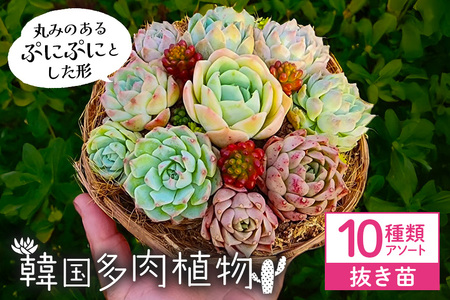 韓国多肉植物 抜き苗 アソート 10個 詰め合わせ 多肉植物 観葉植物 インテリア 寄せ植え 誕生日プレゼント オシャレ 多肉 観葉 おまかせ セット 植物 苗 種類 色々 ランダム 農園直送 栽培 ガーデニング 寄せ植え用 韓国 多肉専科