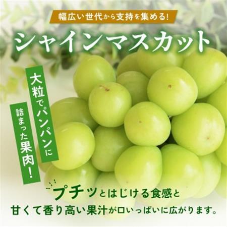 [2026年発送]朝採り シャインマスカット 約600g(1房)[配送不可地域:離島・沖縄県]