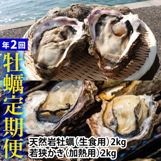 【定期便】【年2回】若狭の天然岩牡蠣（生食用）と若狭小浜ブランド 若狭かき（加熱用）2kg×2回 計4kg [BFAO014] 【配送不可地域：北海道・沖縄・離島】 