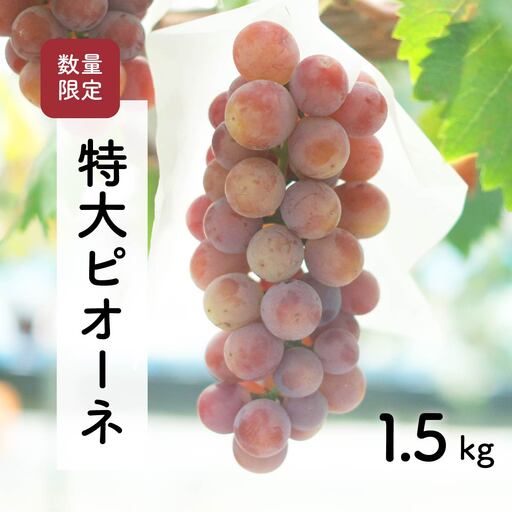 【先行予約・2026年9月】 数量限定 大粒ピオーネ 1.5kg 産地直送 農家直送 甘い 大きい 種なし ぶどう 果物 限定品