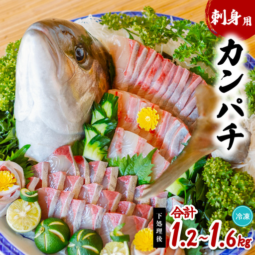 カンパチ 刺身用 切り身 1.2～1.6kg かんぱち 勘八 大容量 小分け 養殖 冷凍