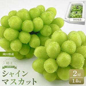 岡山県産 シャインマスカット 晴王 2房 約1.4kg ハレノフルーツ |  シャインマスカット