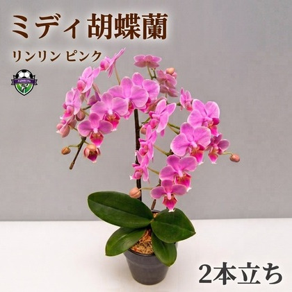 花 胡蝶蘭 2本立て ピンクミディ胡蝶蘭 リンリン 花