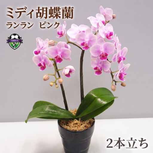 胡蝶蘭 2本立て ピンク ランラン 花 ミディ胡蝶蘭