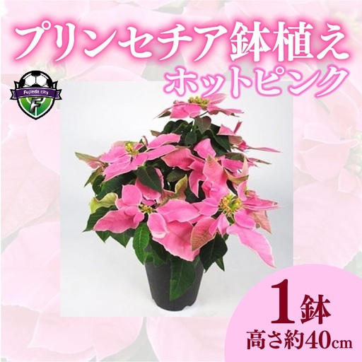【 先行予約 ：2026年11月発送 】 花 プリンセチア ポインセチア ピンク 系 5号 花