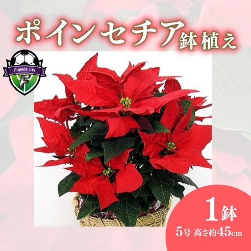 【 先行予約 ：2026年12月発送 】 花 ポインセチア 赤 5号 クリスマス 花