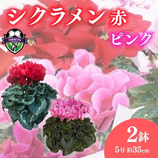 【 先行予約 ：2026年12月発送 】 花 シクラメン 鉢植え 5号 2鉢 2色 セット 花 花 オンライン決済限定