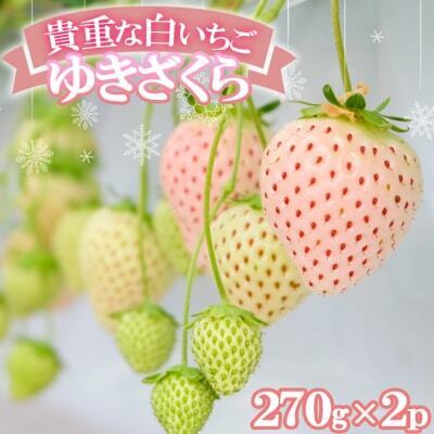 いちご 白いちご ゆきざくら 化粧箱入 いちご【2パック】