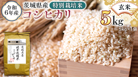 令和6年産 茨城県産 玄米 特別栽培米 コシヒカリ 5kg （5kg×1袋） こしひかり 米 コメ こめ 単一米 限定 茨城県産 国産 美味しい お米 おこめ おコメ