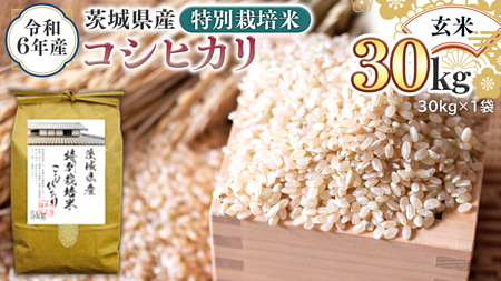令和6年産 茨城県産 玄米 特別栽培米 コシヒカリ 30kg （30kg×1袋） こしひかり 米 コメ こめ 単一米 限定 茨城県産 国産 美味しい お米 おこめ おコメ