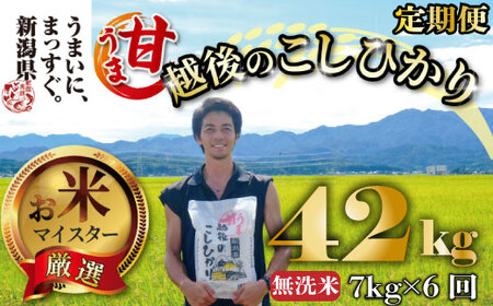 定期便 甘うま こしひかり 無洗米 7kg 6ヶ月 | 無洗米 米 お米 精米 無洗米 新潟県 新発田市 toushin00901