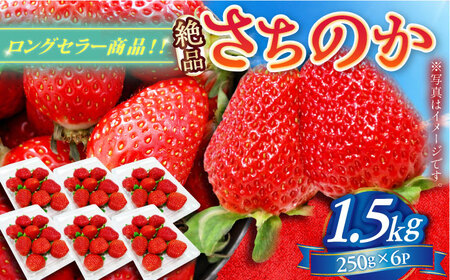 【2027年1月以降順次発送】さちのか 1.5kg（250g×6パック） / 佐賀県 / リフルット株式会社 [41ABAA008]
