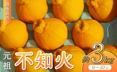 先行予約 路地栽培 元祖 不知火 約3kg [2027年3月上旬-2027年4月下旬発送予定]