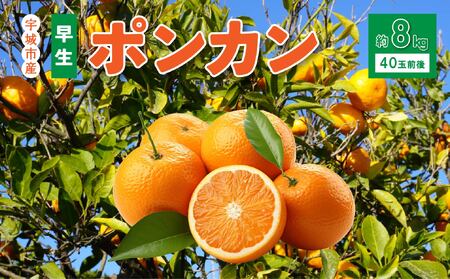 先行予約 みかん 早生ポンカン 約8kg(40個前後)[2026年12月上旬から12月下旬発送予定]