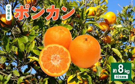 先行予約 ポンカン 約8kg 40個前後 2027年1月上旬から2月上旬発送予定 ひでみかん