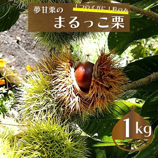 [ふるさと納税][まるっこ栗 秀品 夢甘栗 (約1kg)]生栗 くり 和栗 国産 クリ[冷蔵]先行受付 おすすめ 旬 高知県 佐川町 仁淀川流域夢甘栗生産者組合 くり蔵 1つのイガに1粒のみ 希少 [2026年10月中旬以降(予定)発送]