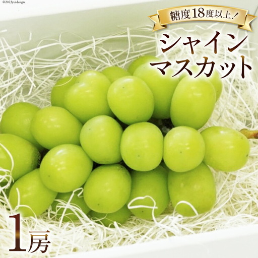 【2026年発送】ぶどう  シャインマスカット 予約 約  500g 1房