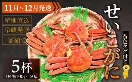 【先行予約】せいこがに 約100g～150g×5杯【11月～12月発送】 日本海 直送