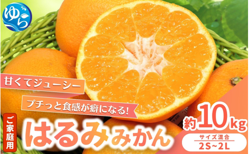 家庭用 はるみ みかん 10kg / くだもの 甘い 柑橘 果物 和歌山 ※2027年2月上旬〜2月中旬頃に順次発送 [nktn013-c-10]