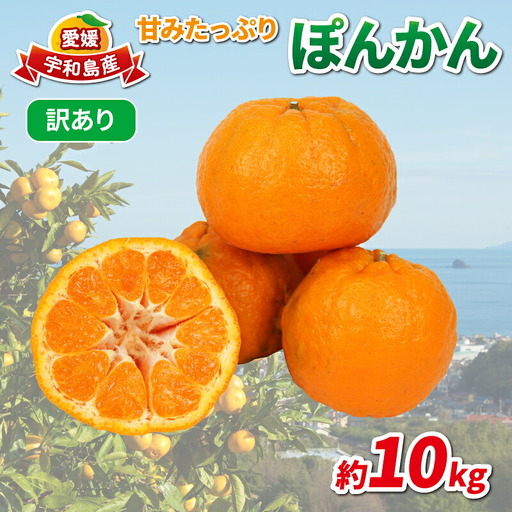 訳あり ポンカン 約10kg 協徳ガーデン 先行予約 予約受付 訳アリ わけあり ぽんかん 甘い 濃厚 ジューシー 果物 くだもの フルーツ 柑橘 みかん mikan 宇和島みかん 愛媛蜜柑 愛媛ミカン ミカン 蜜柑 農家直送 産地直送 数量限定 国産 愛媛 宇和島 B010-178005