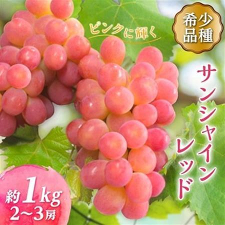 【2026年発送】サンシャインレッド 2～3房 1kg程度 ピンクに輝く シャインマスカット【配送不可地域：離島】【1561472】